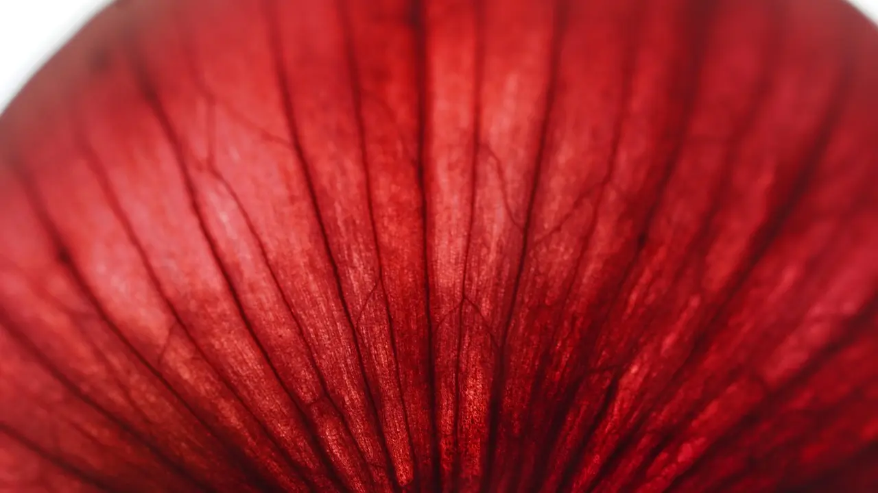 Color your life von Rezepte fuers Leben zweibel