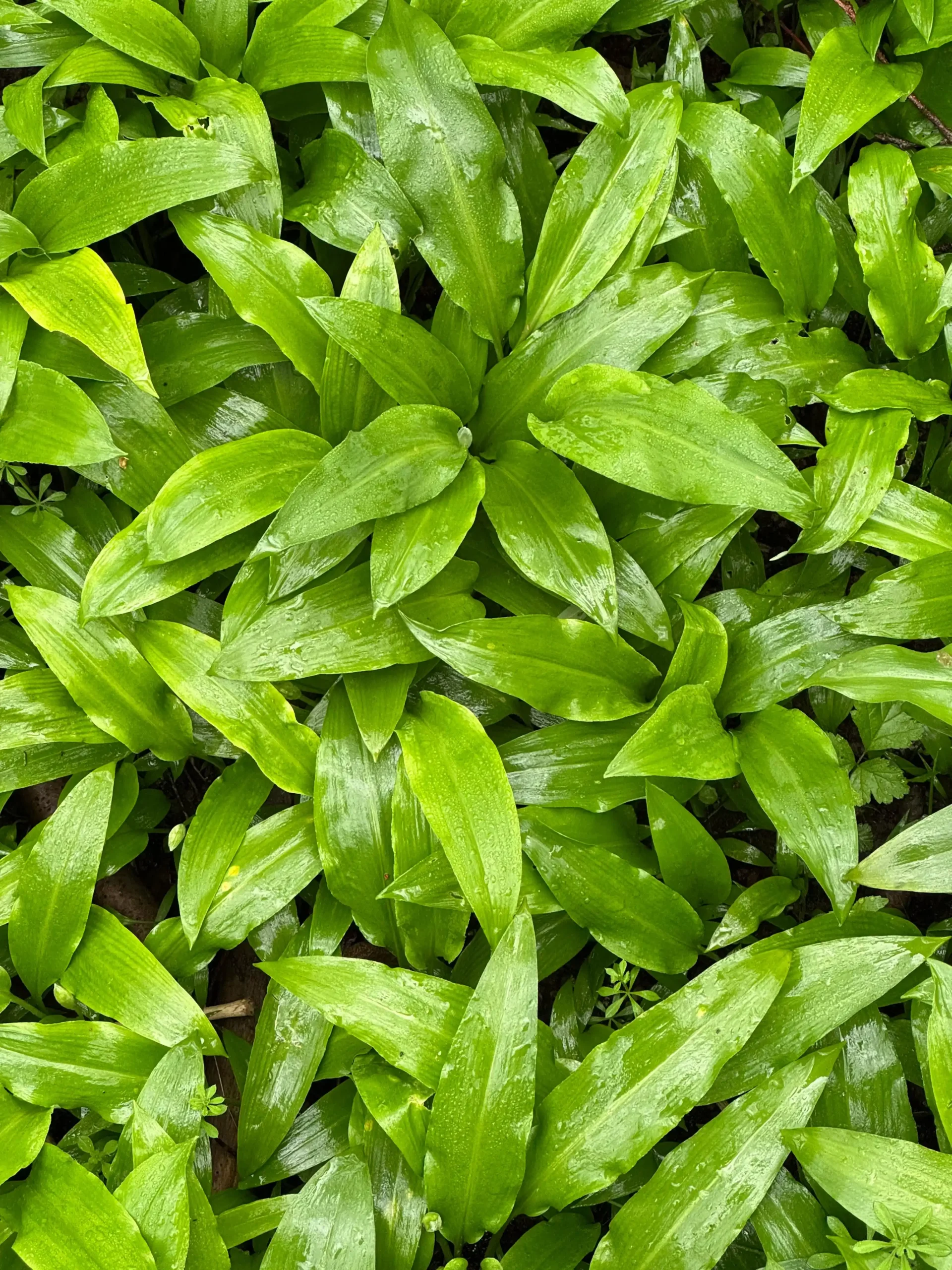 Color your life Bärlauch