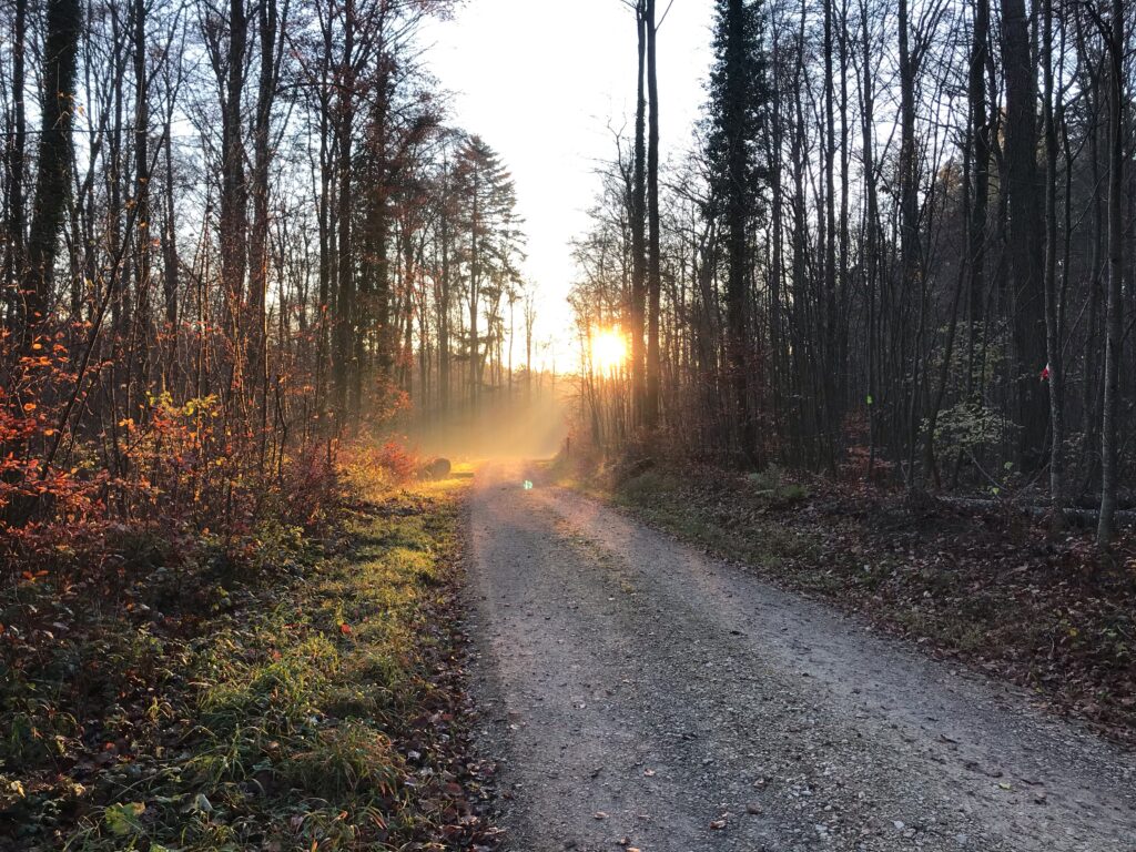 Klingnau November Waldweg Sonnenuntergang